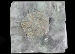 Edrioasteroid (Edriophrus) Fossil - Brechin, Ontario #68340-1